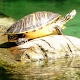 Turtles Jigsaw Puzzles